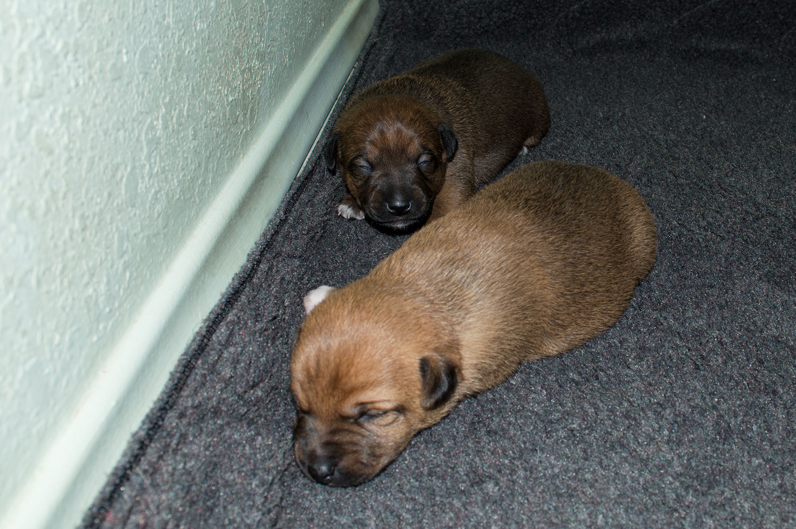 Cutie-Atom pups