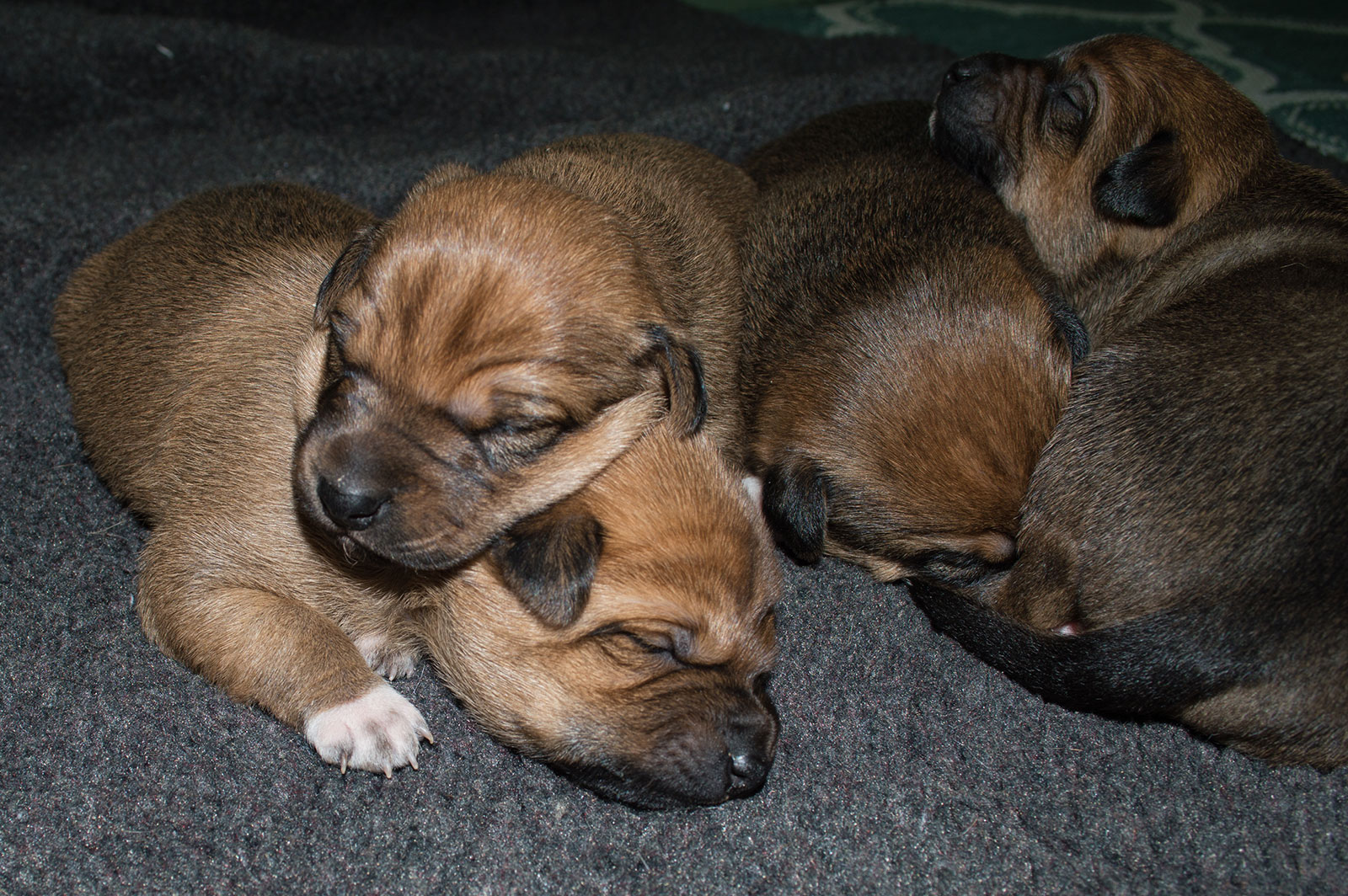 Cutie-Atom pups