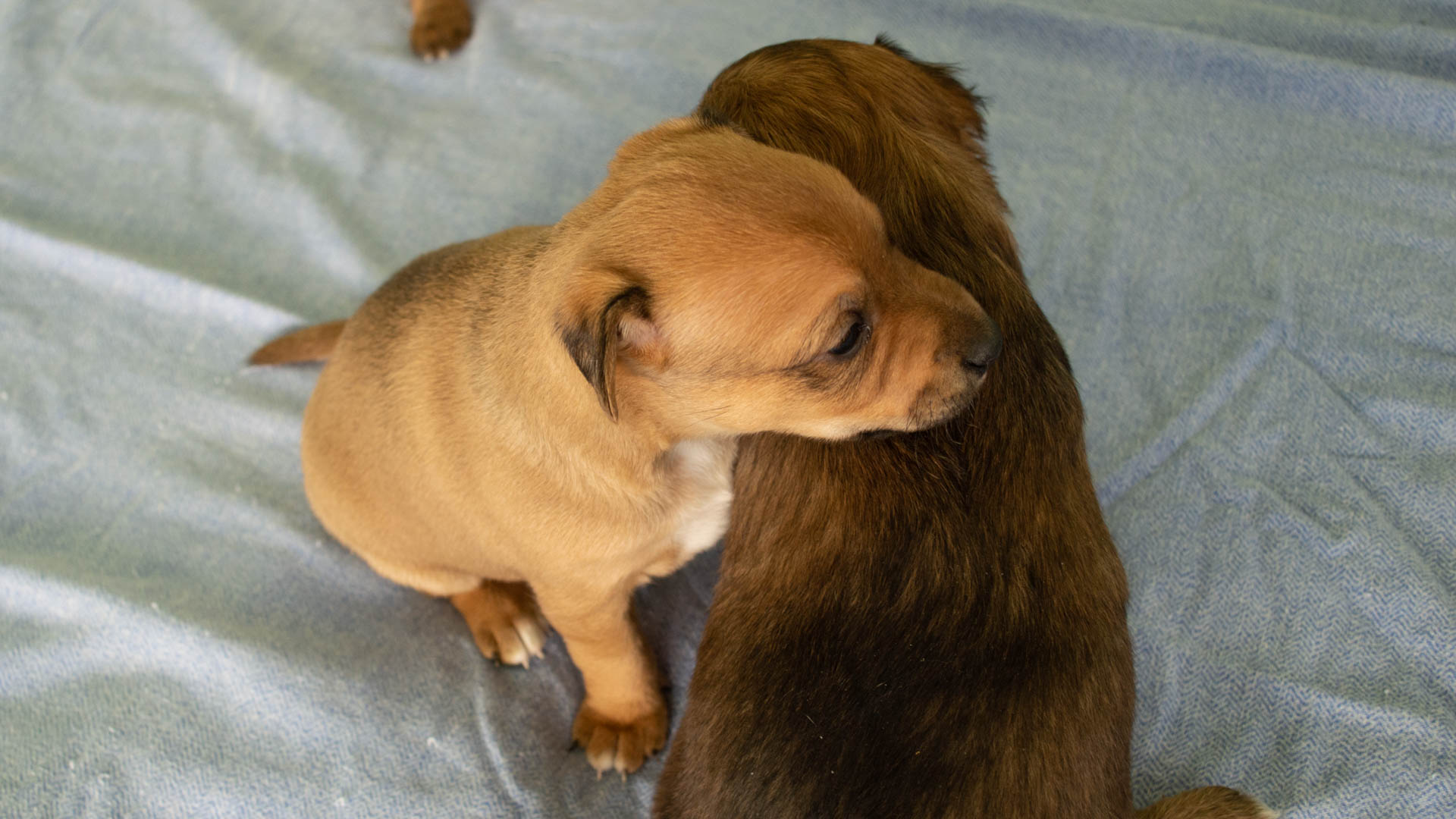 Ginger-Atom pups